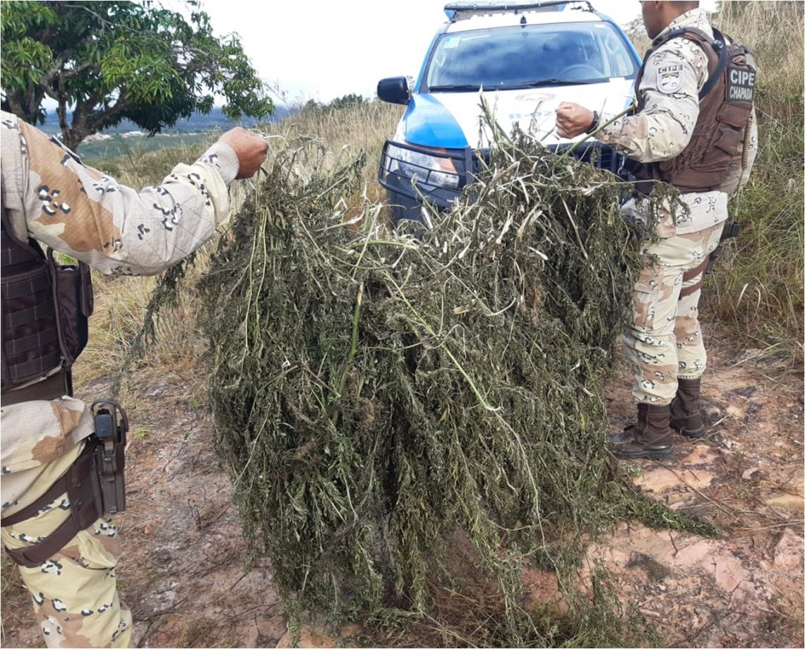 PM apreende mil pés de maconha prontos para comercialização na Bahia; ninguém foi preso na ação