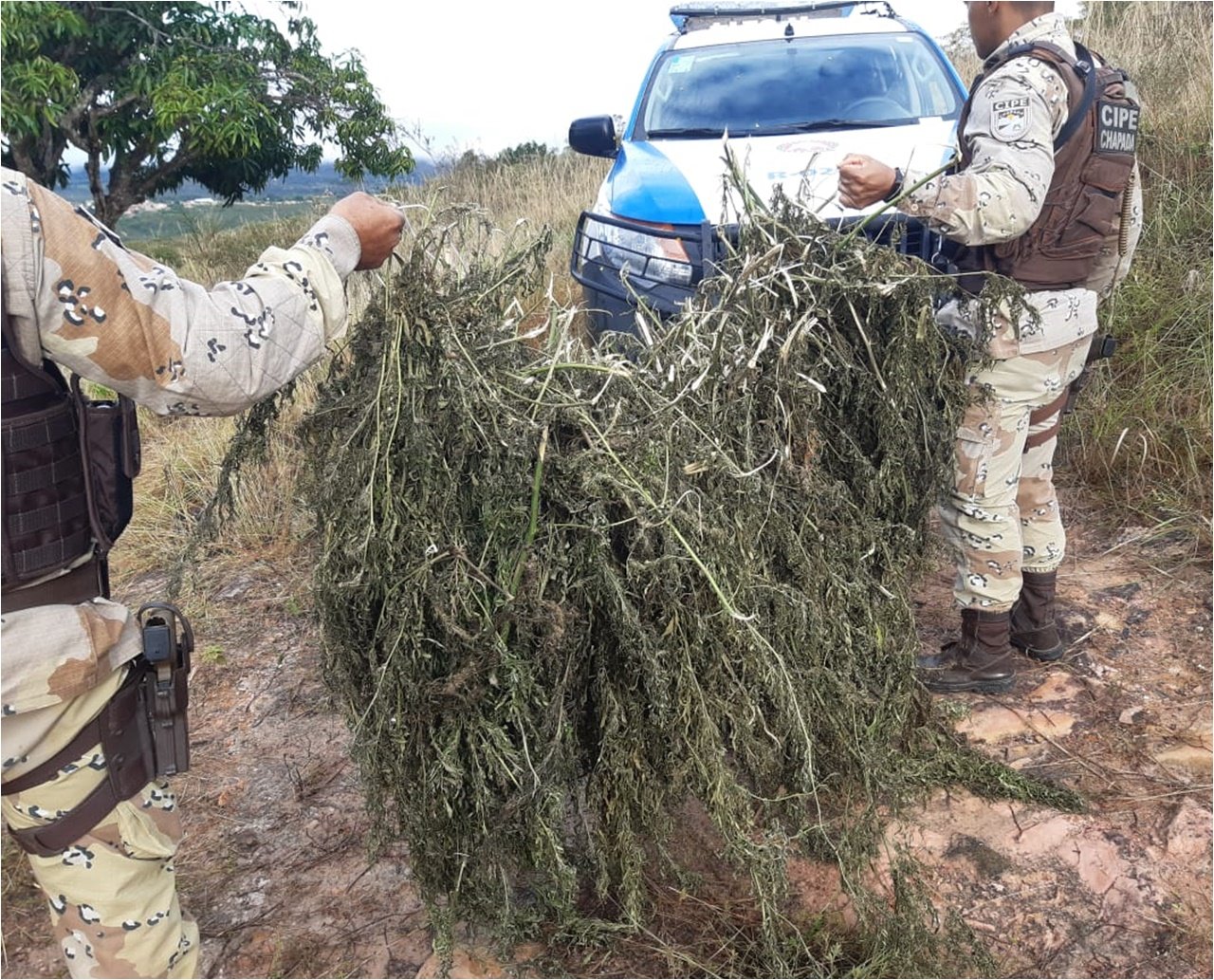 PM apreende mil pés de maconha prontos para comercialização na Bahia; ninguém foi preso na ação