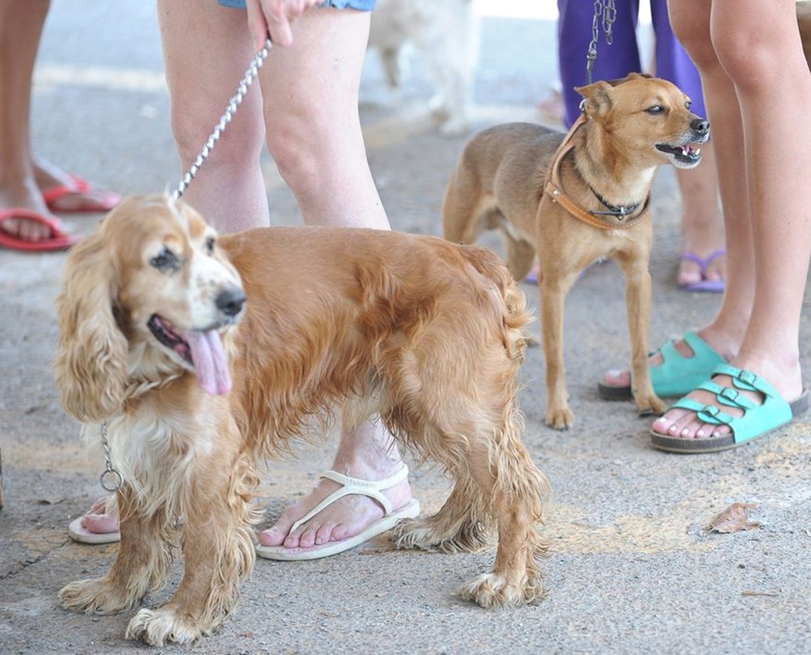 Fiocruz identifica cão e gato com anticorpos contra novo coronavírus