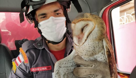 Coruja fica presa em linha de pipa e precisa ser socorrida pelos Bombeiros em Jequié