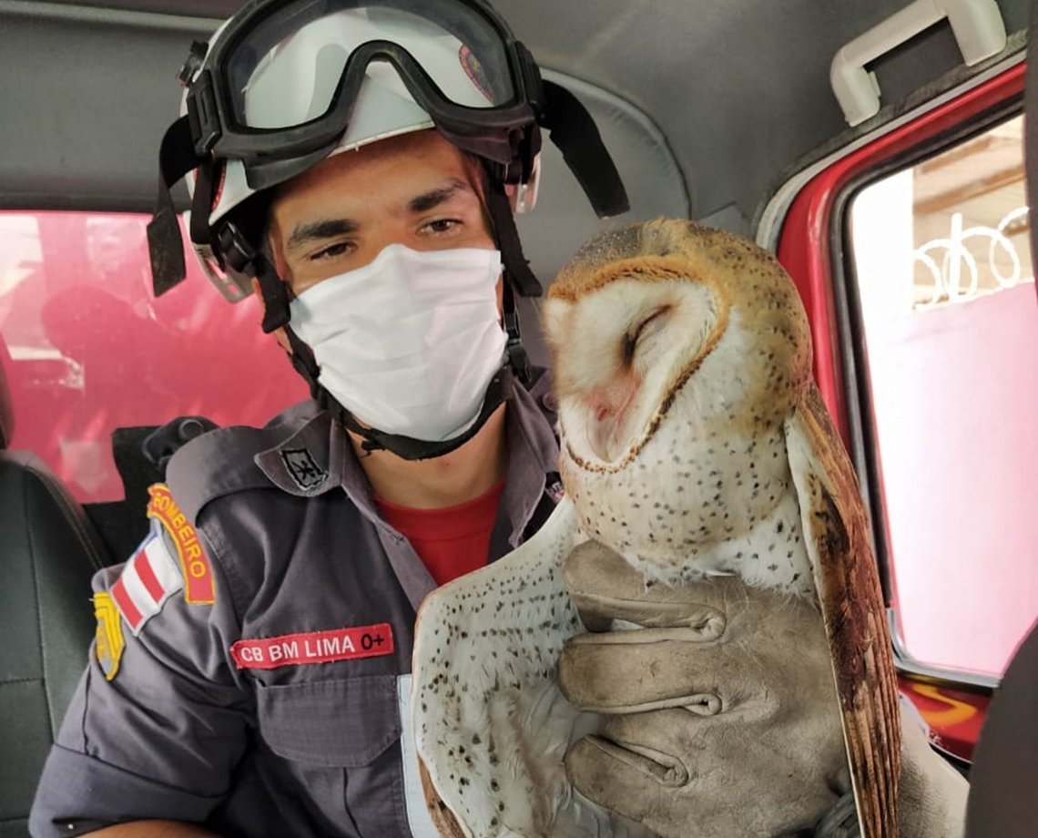 Coruja fica presa em linha de pipa e precisa ser socorrida pelos Bombeiros em Jequié