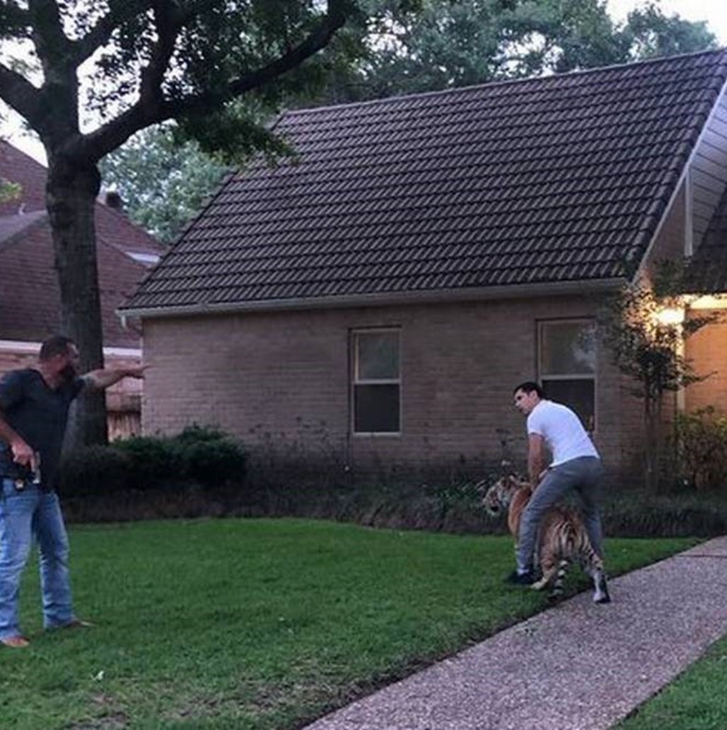 Tigre  'foge' do dono e é flagrado caminhando pelas ruas de Houston, nos EUA; veja vídeo