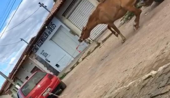 Comerciante que arrastou égua amarrada a um carro pela boca é denunciado por maus-tratos