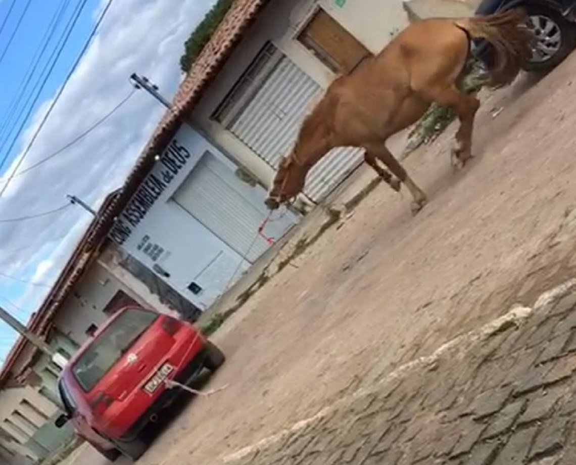 Comerciante que arrastou égua amarrada a um carro pela boca é denunciado por maus-tratos