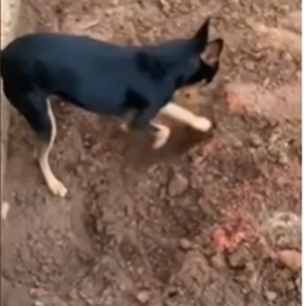 Pinscher faz "delacão" e entrega dono traficante de drogas; vídeo comprova ação do X-9