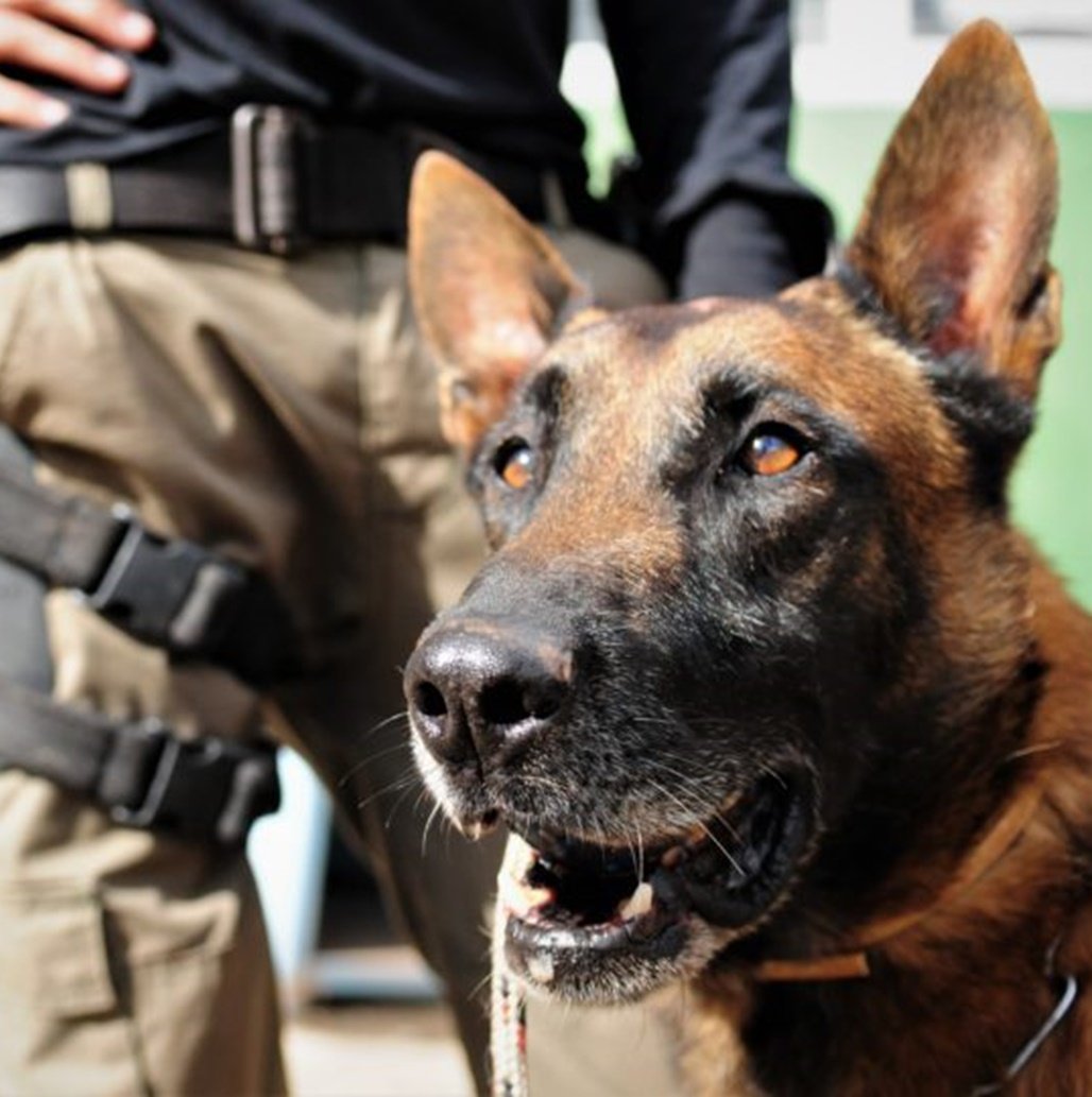 Cães detectam melhor a Covid-19 do que os testes rápidos, aponta estudo