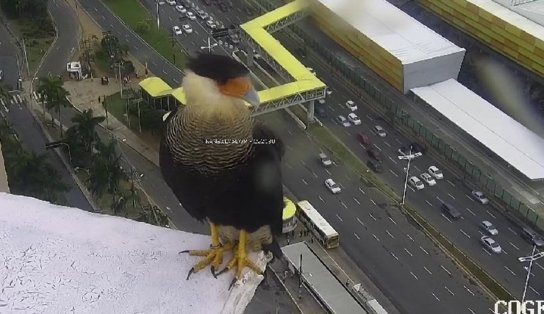 Gavião pousa em frente à câmera de monitoramento da Transalvador e encanta internautas