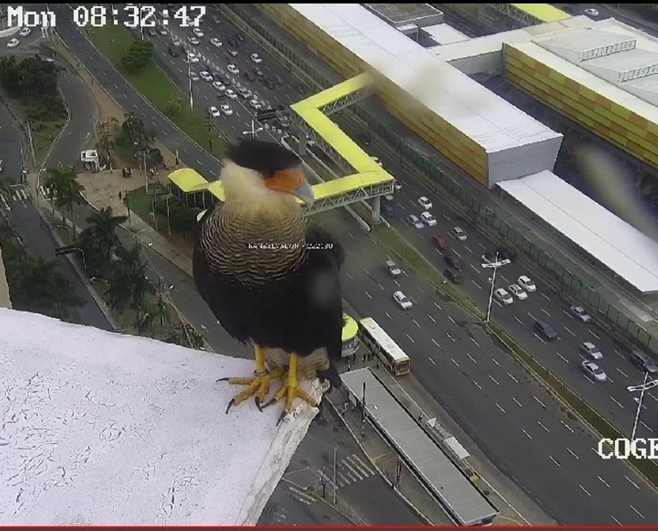 Gavião pousa em frente à câmera de monitoramento da Transalvador e encanta internautas