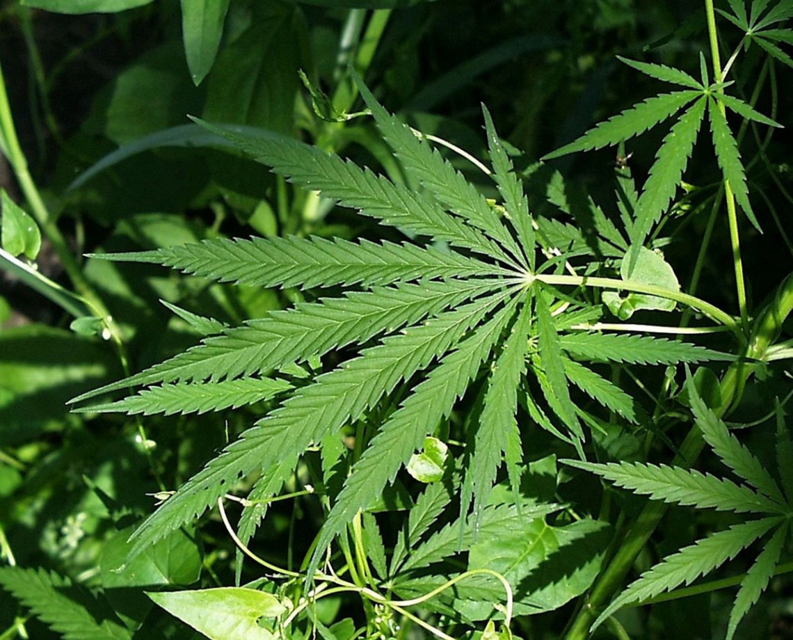 Você sabia que maconha para fins medicinais não inclui plantio no quintal? O Aratu On Explica para você