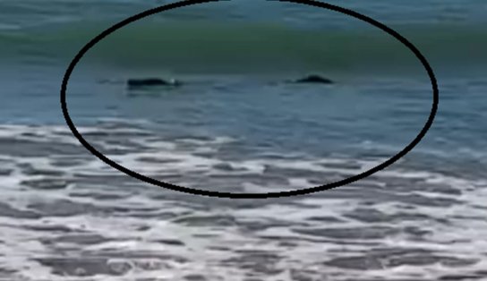 Pescador vê 'tronco' flutuando na praia e tem surpresa ao saber que era um crocodilo gigante; veja vídeo