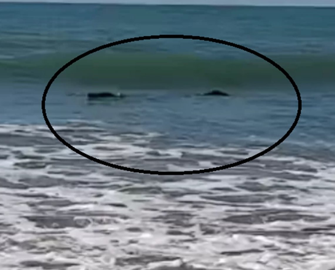 Pescador vê 'tronco' flutuando na praia e tem surpresa ao saber que era um crocodilo gigante; veja vídeo