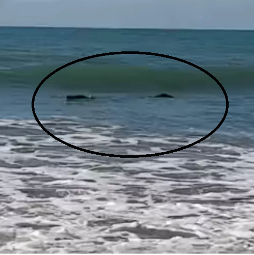 Pescador vê 'tronco' flutuando na praia e tem surpresa ao saber que era um crocodilo gigante; veja vídeo