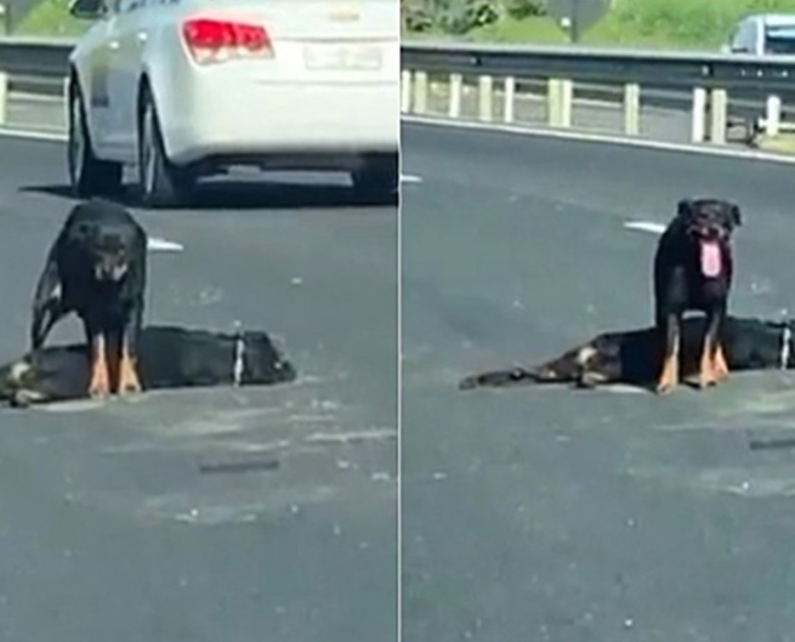 Vídeo comovente mostra cadela protegendo corpo de cachorro atropelado em rodovia; veja