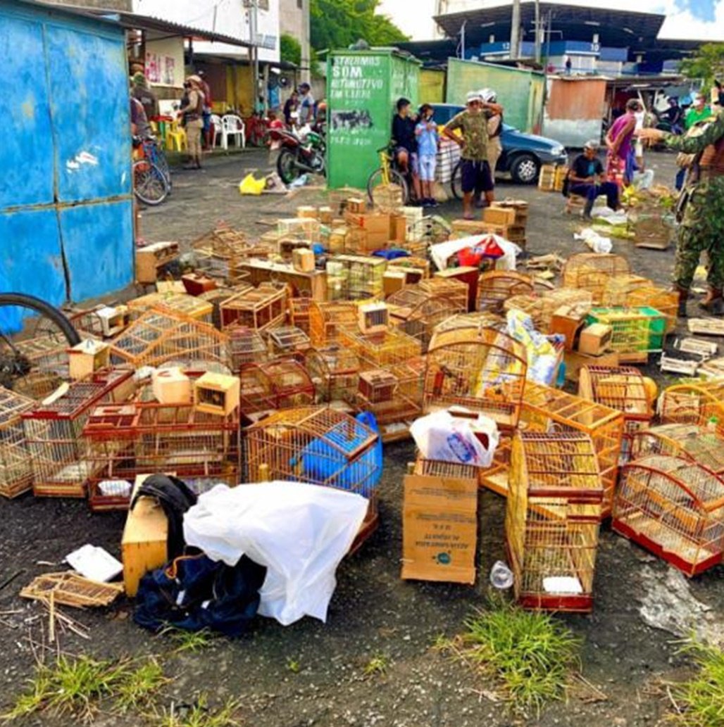 Operação resgata quase 400 animais silvestres em Feira de Santana 