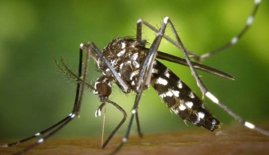 Mobilização e combate ao Aedes aegypti e a leptospirose são realizados durante essa semana em Salvador