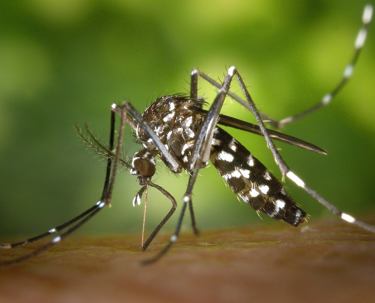 Mobilização e combate ao Aedes aegypti e a leptospirose são realizados durante essa semana em Salvador