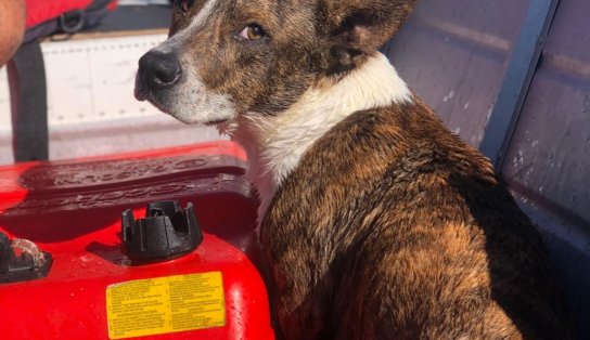 Cachorro cai no mar de Porto Seguro e bombeiros pulam na água para resgatar animal