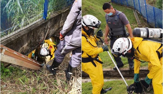 Susto! Cachorro cai em córrego e é resgatado por bombeiros em Salvador