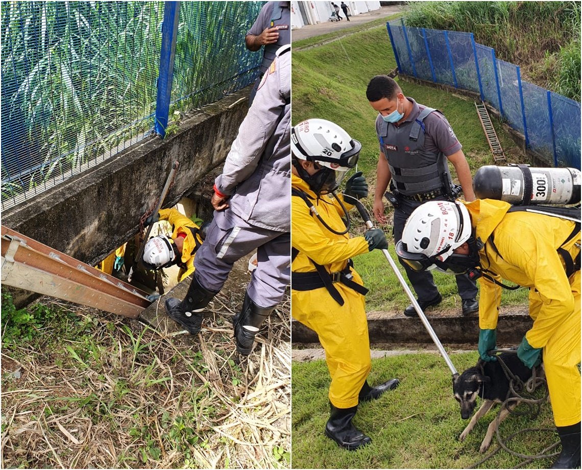 Susto! Cachorro cai em córrego e é resgatado por bombeiros em Salvador