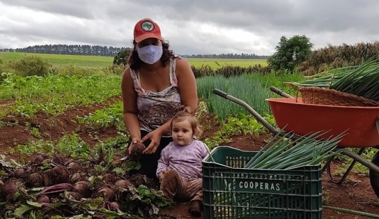 Governo distribui mudas de mandioca e frutíferas; veja como garantir as suas