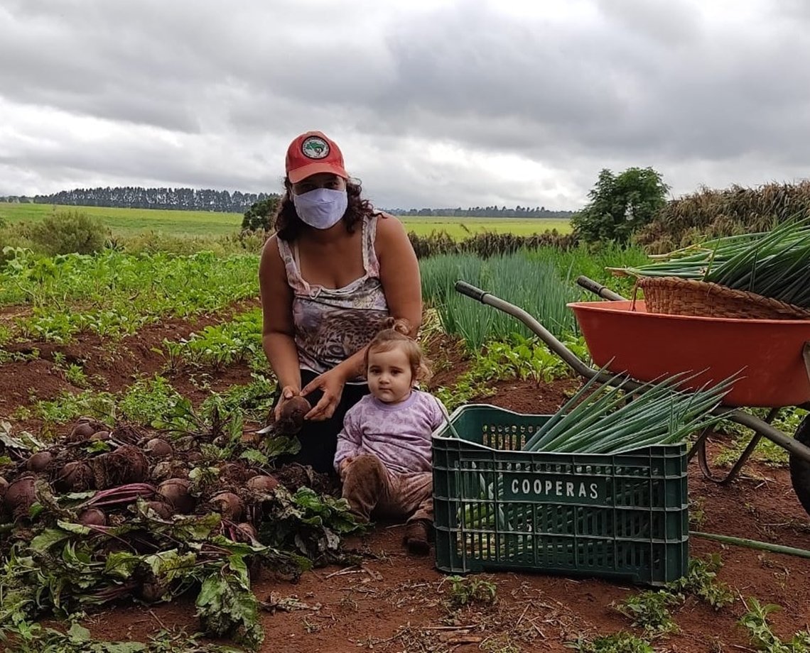 Governo distribui mudas de mandioca e frutíferas; veja como garantir as suas