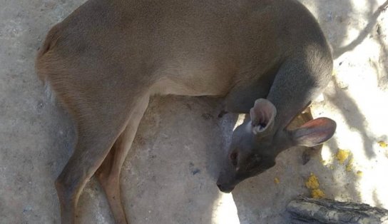 Veado fica ferido após ser atropelado na cidade de Barreiras