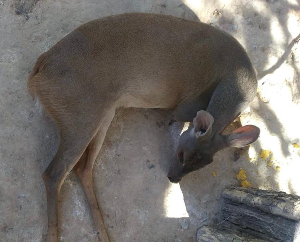 Veado fica ferido após ser atropelado na cidade de Barreiras