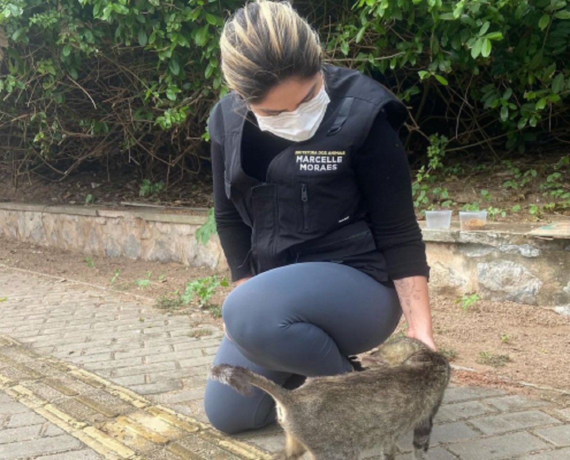 "Não pode ficar impune", dispara vereadora Marcelle Moraes sobre incêndio em abrigo de gatos em Salvador