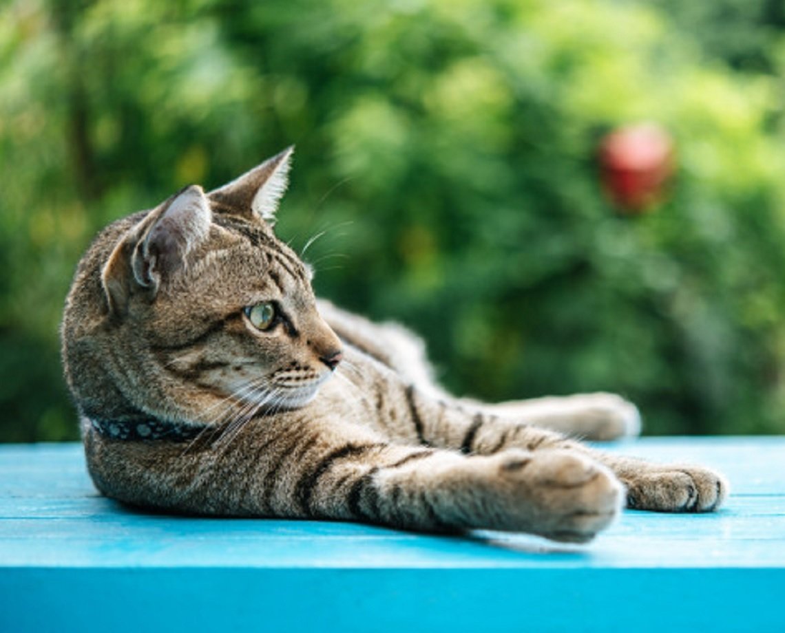 Que tal adotar um gato desabrigado? cadastro para pessoas interessadas em acolher felinos de colônia de Piatã está aberto