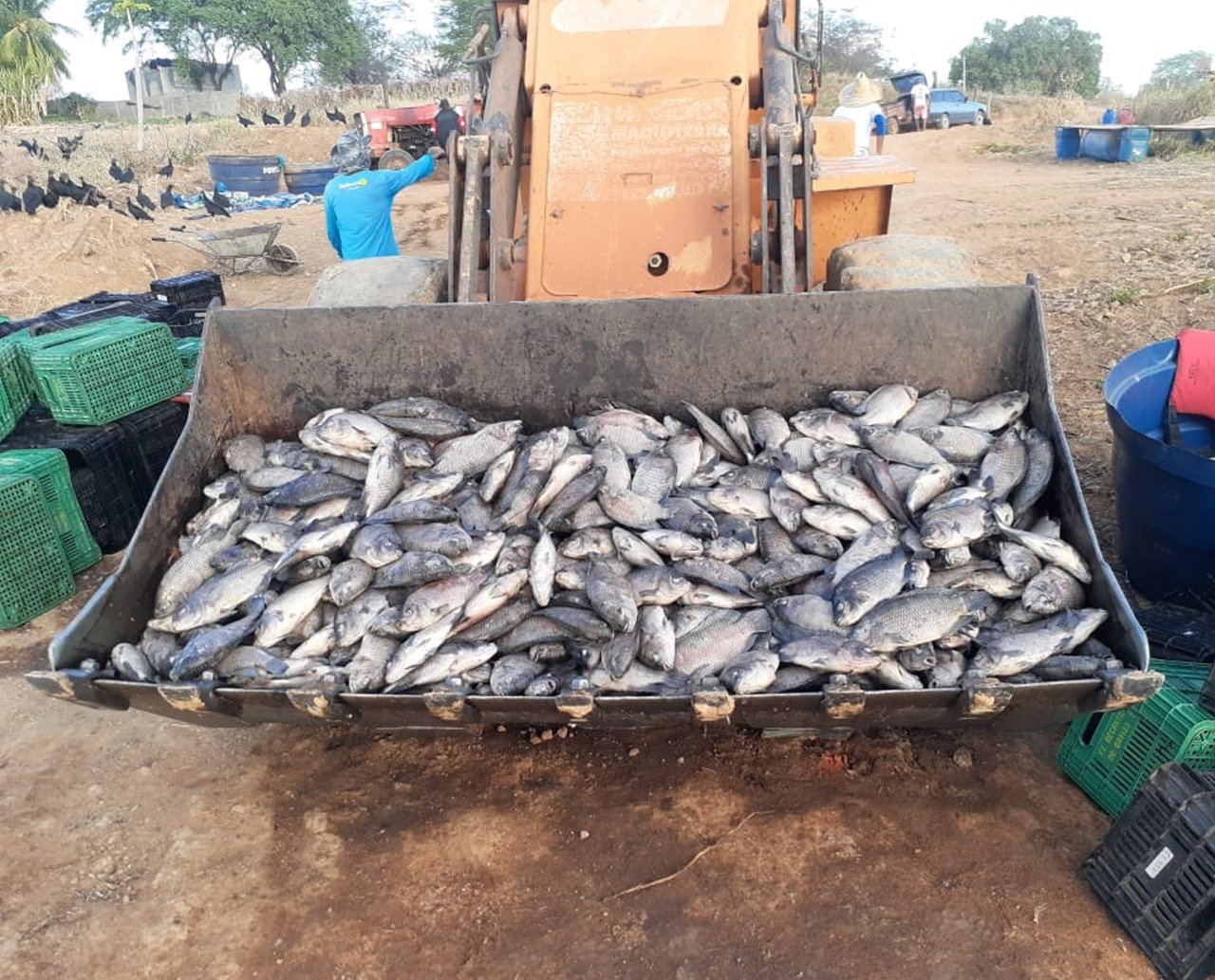 Morte misteriosa de tilápias-do-Nilo intriga moradores de Anagé; peixes foram retirados de barragem