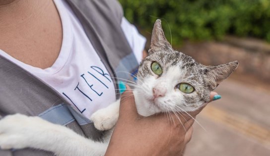 Gatos que estavam em colônia no bairro de Piatã poderão ser adotados através de feira realizada neste fim de semana