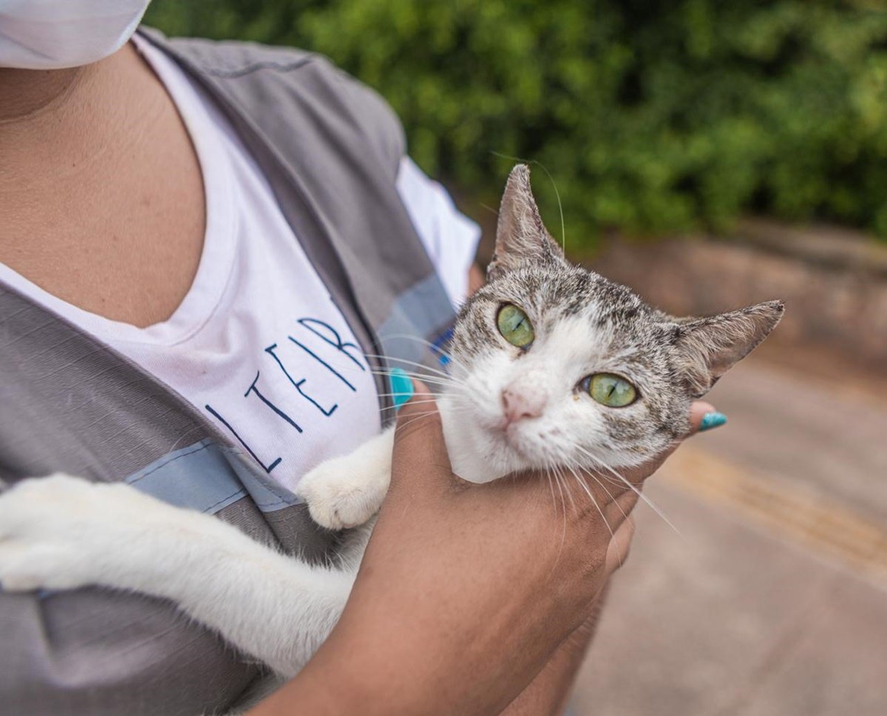 Gatos que estavam em colônia no bairro de Piatã poderão ser adotados através de feira realizada neste fim de semana