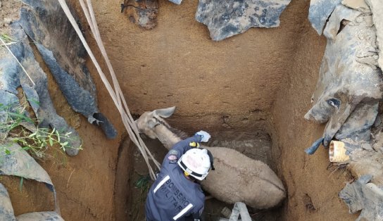 Final feliz: jumenta que caiu em fossa de 4 metros de profundidade é resgatada por bombeiros