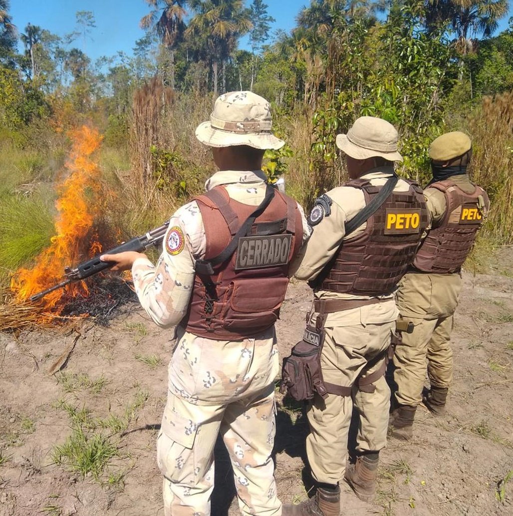 FUMAÇA: polícia queima 5 mil pés de maconha no interior da Bahia; nenhum suspeito foi preso na ação