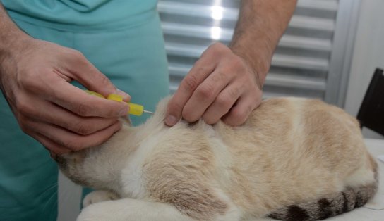 Implantação de microchips é utilizada em Salvador para controle da população de cães e gatos; saiba mais