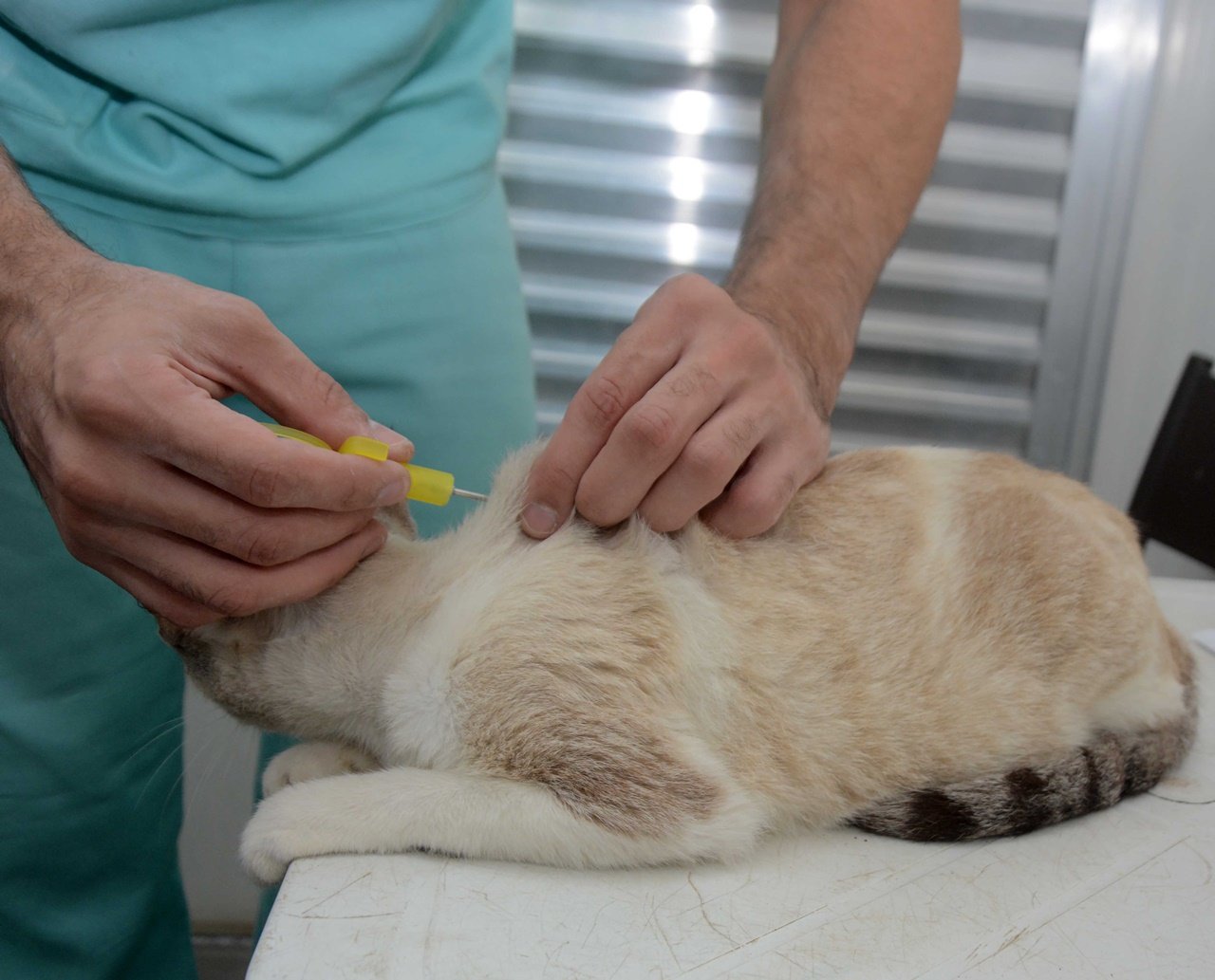 Implantação de microchips é utilizada em Salvador para controle da população de cães e gatos; saiba mais