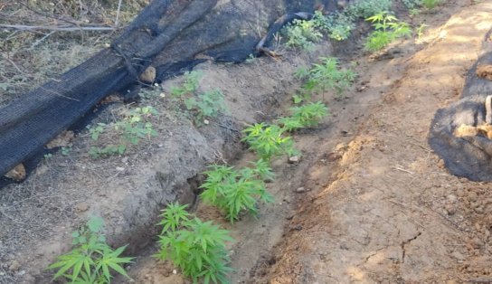 Plantação com mais de mil pés de maconha é erradicada pela polícia na zona rural de Casa Nova na Bahia