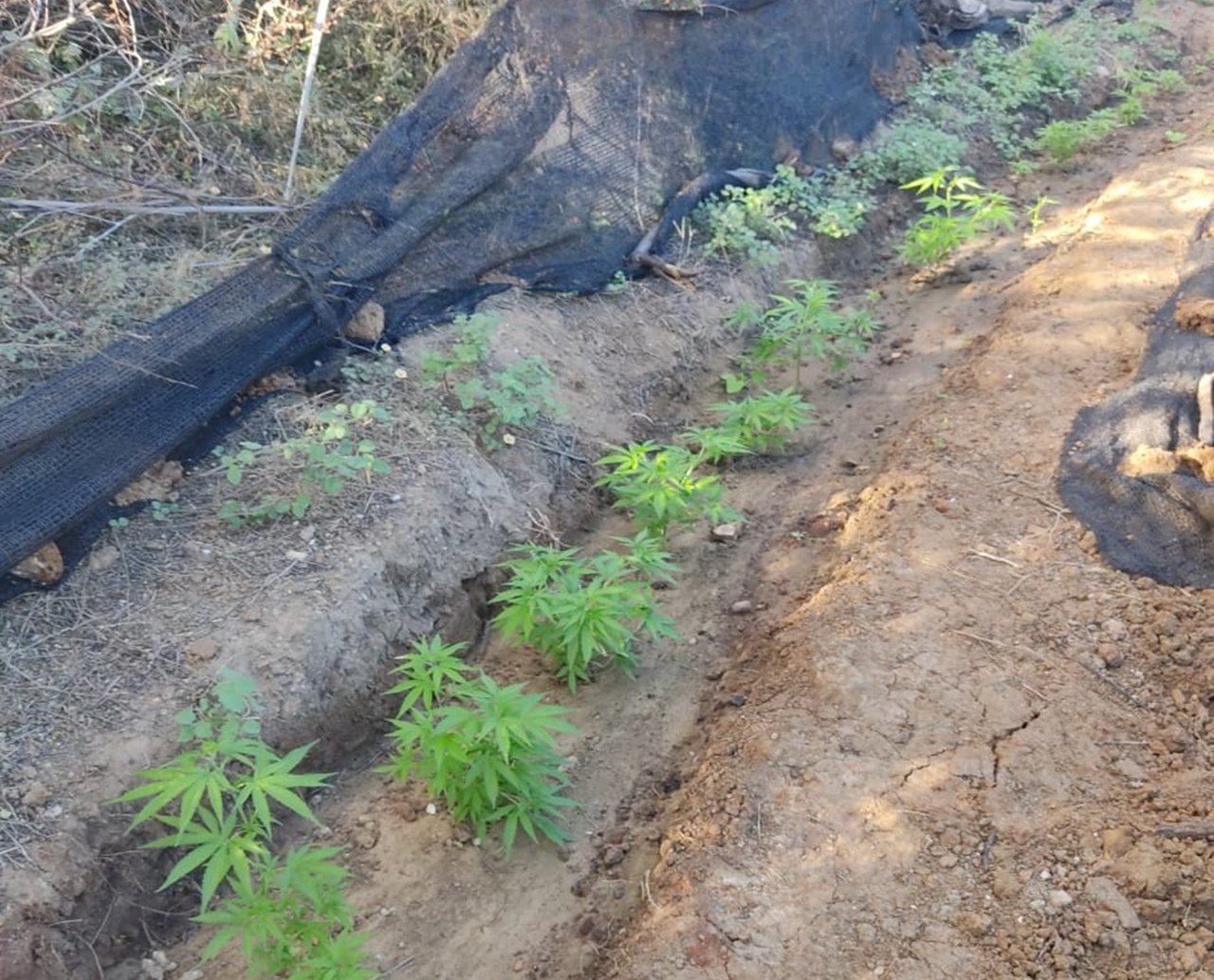 Plantação com mais de mil pés de maconha é erradicada pela polícia na zona rural de Casa Nova na Bahia