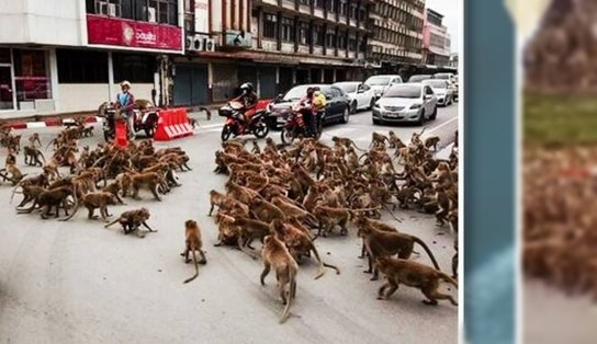 Briga entre “gangues de macacos” para o trânsito na Tailândia e viraliza na web; assista