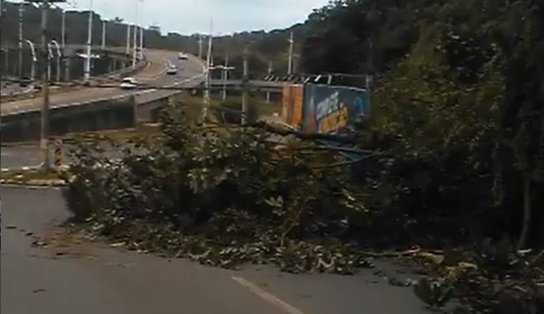 Após madrugada de chuva, árvore cai na ladeira da Cruz da Redenção; trânsito não é atingido