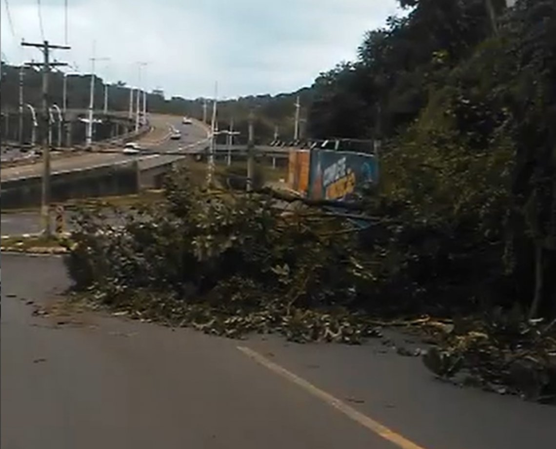 Após madrugada de chuva, árvore cai na ladeira da Cruz da Redenção; trânsito não é atingido