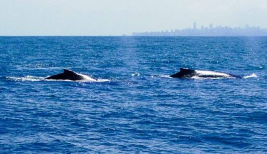 Já pensou poder observar as baleias no mar de Salvador? Projeto oferece passeio turístico para conferir 