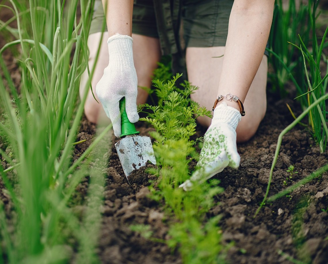 Projeto Horta em Casa está com inscrições abertas para mais uma edição; veja como participar