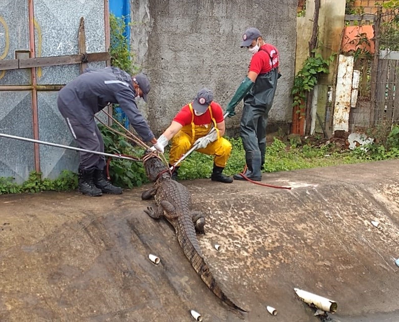 Jacaré é resgatado após ser encontrado em canal pluvial em Feira de Santana