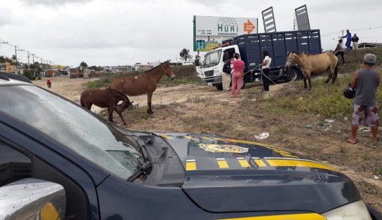 Animais de grande porte que circulavam livremente na BR 101 são resgatados pela PRF em Teixeira de Freitas