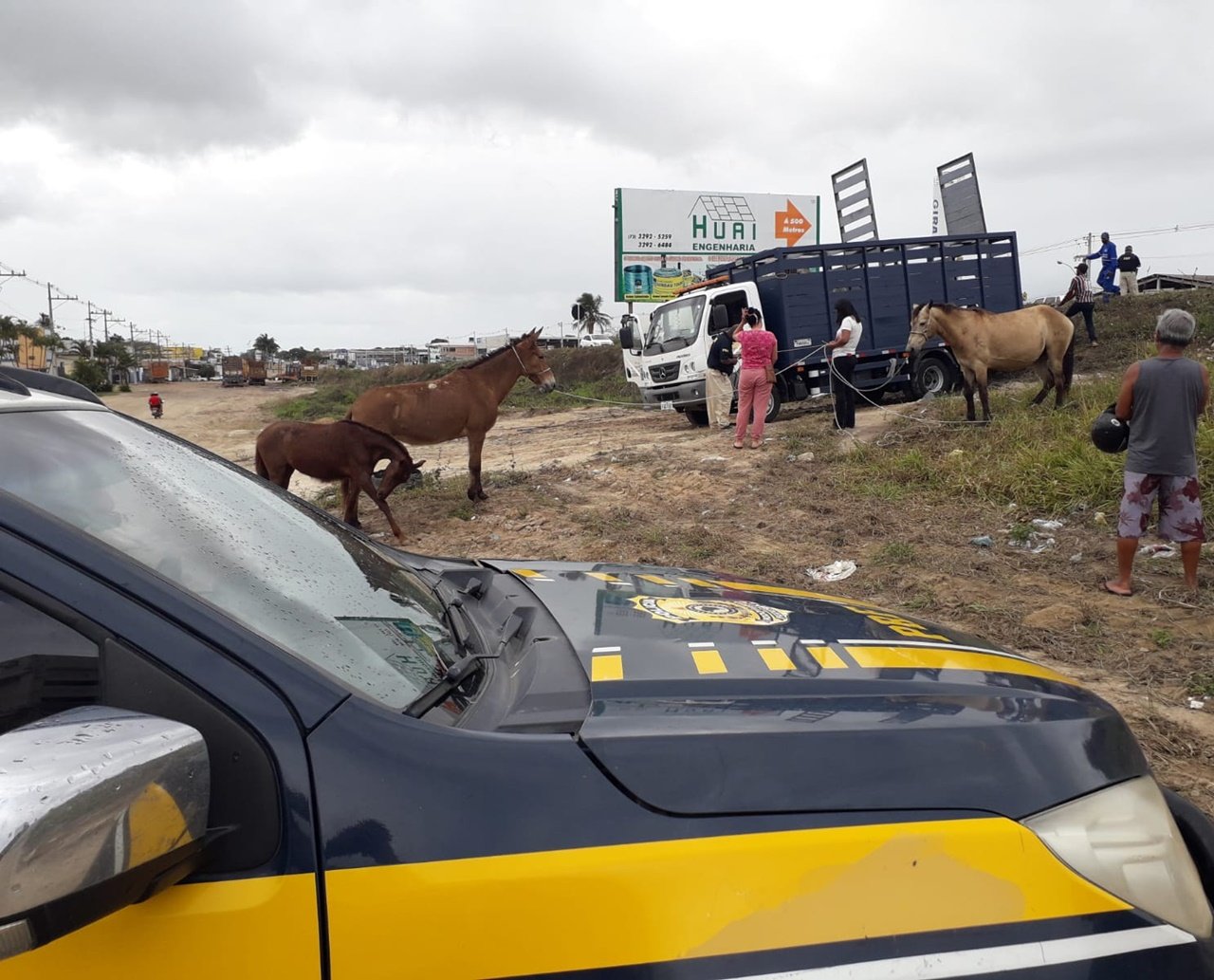 Animais de grande porte que circulavam livremente na BR 101 são resgatados pela PRF em Teixeira de Freitas