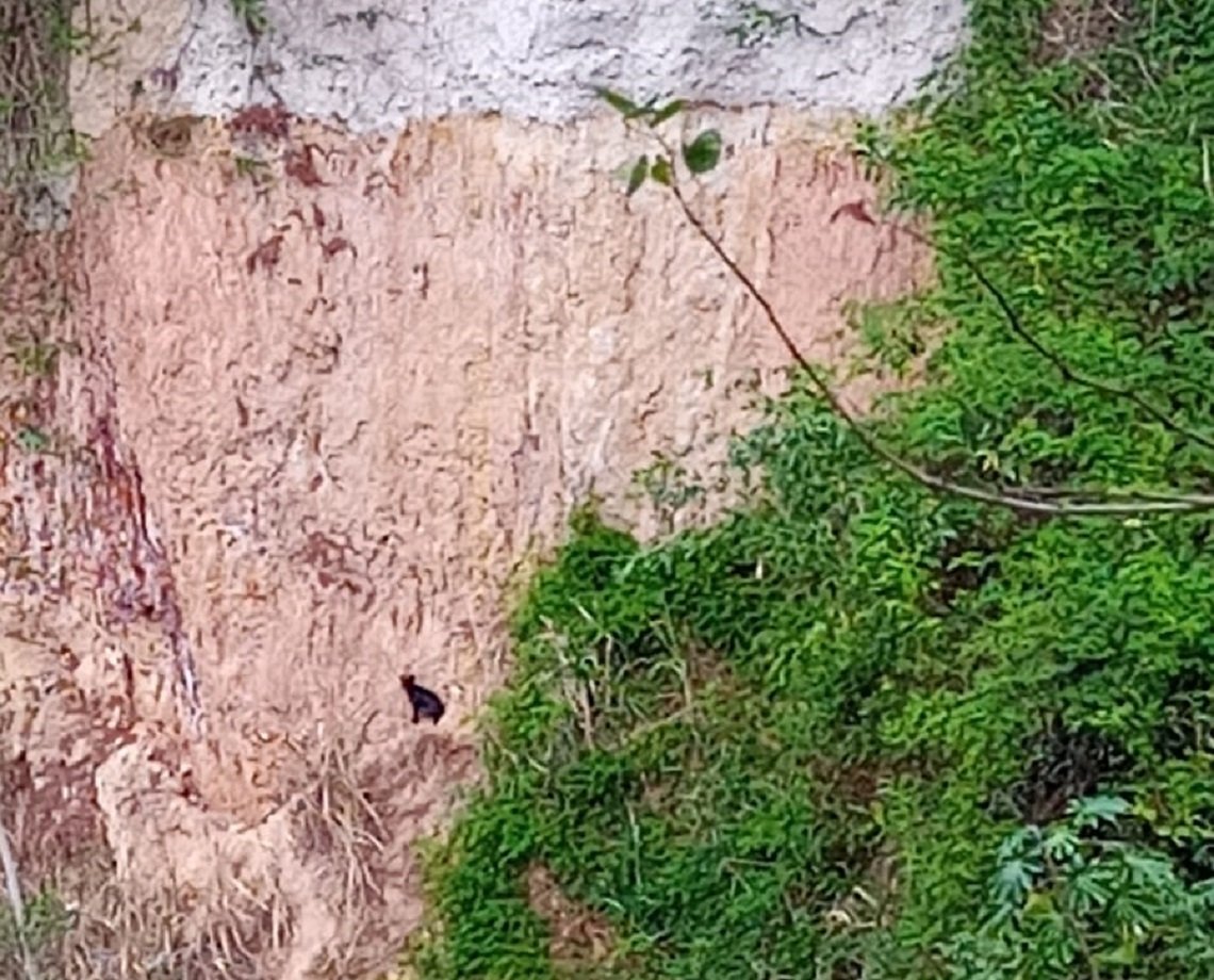 Por pouco: cadelinha cai em ribanceira de quase 20 metros e é resgatada por bombeiros na Bahia