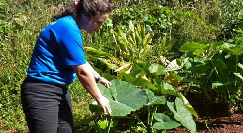 Sistema de agroflorestas é mais vantajoso na produção de orgânicos