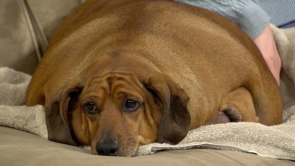 Conheça Obie, o cachorro ex-obeso que perdeu 20kg