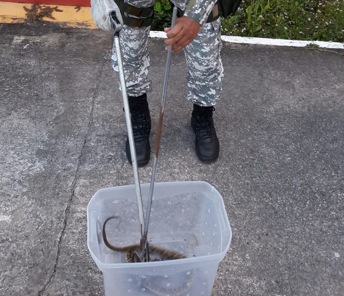 Cobra altamente venenosa é achada na sede da Coelba, em Salvador; cidade teve dois animais resgatados em 12 horas